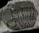 Long Eldredgeops Trilobite - Paulding, Ohio #68371-4
